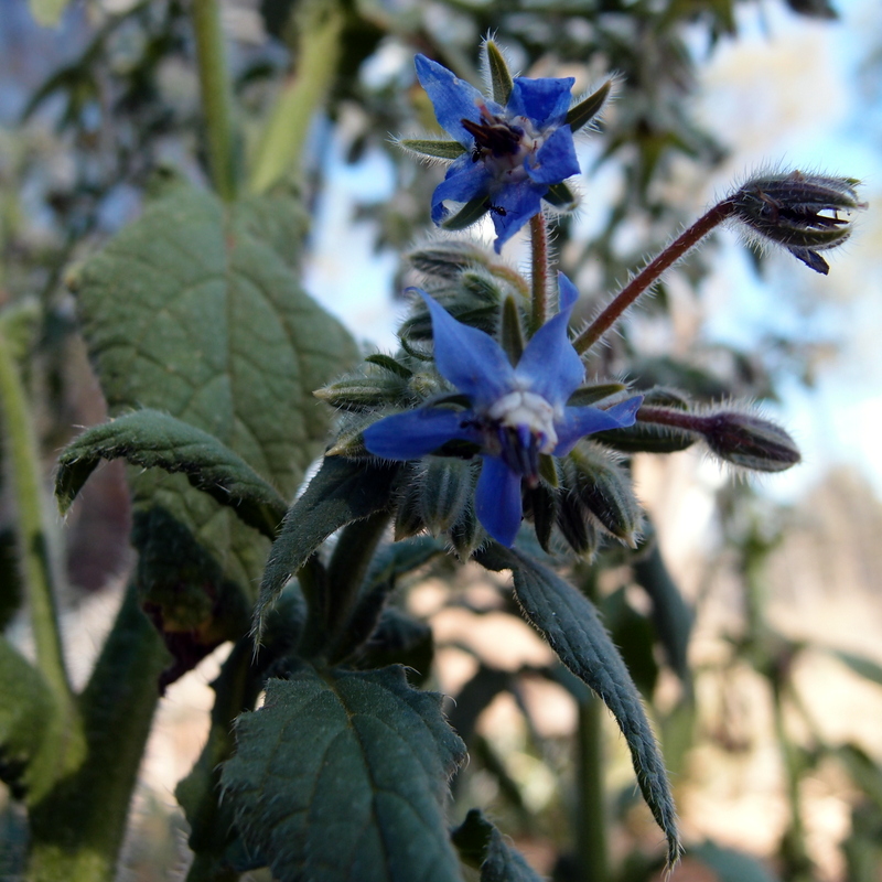 eight acres: how to grow and use borage
