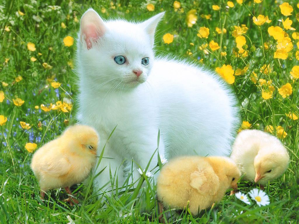 animals wallpapers animals wallpapers