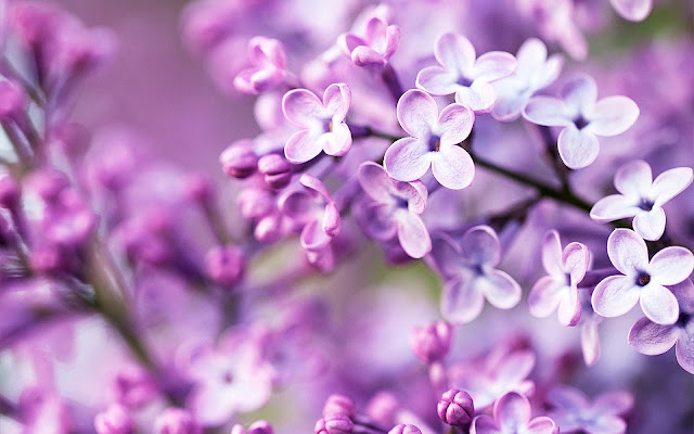 Wallpaper Spring Purple Flowers