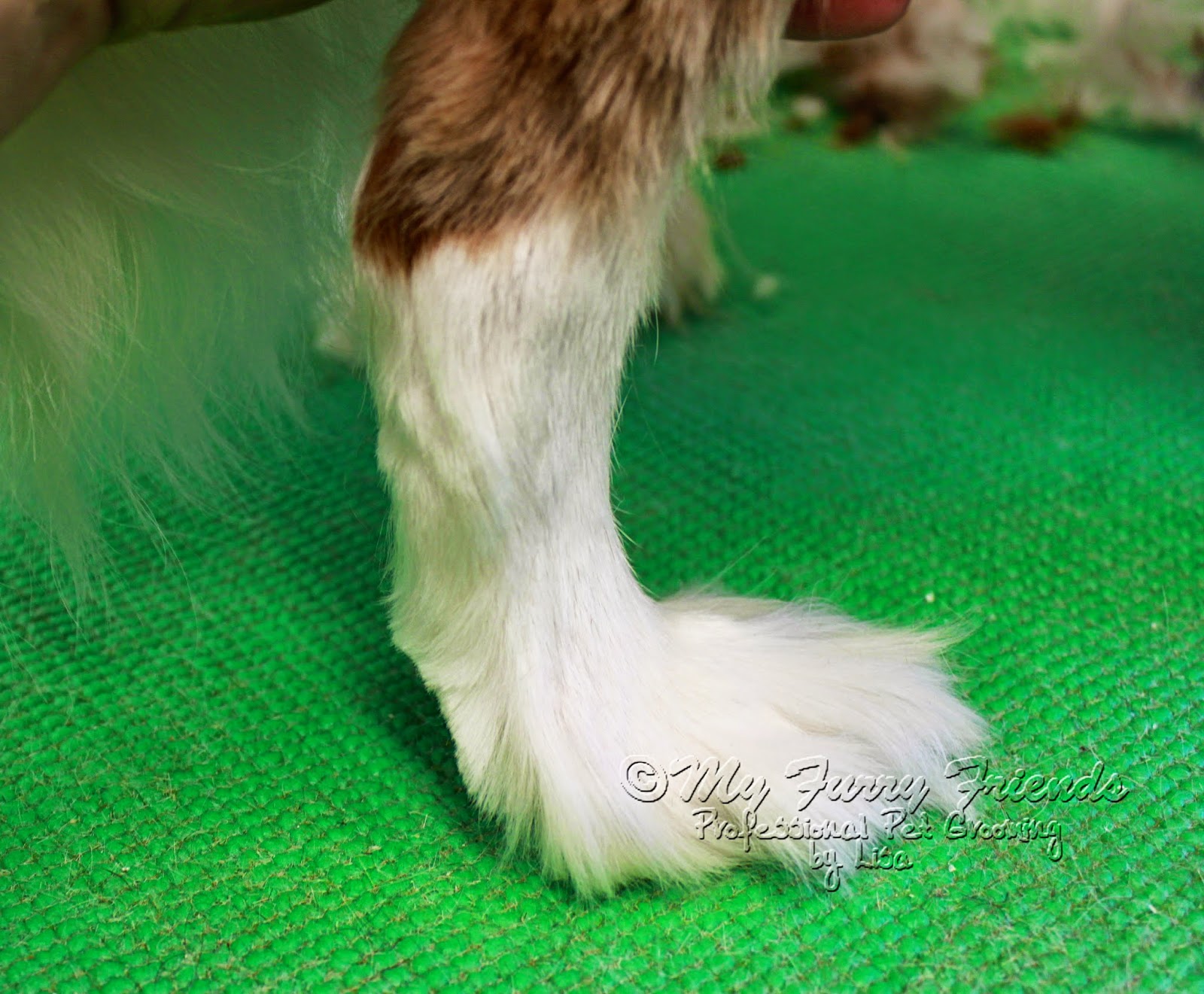 Pet Grooming The Good, The Bad, & The Furry Full Short Feet