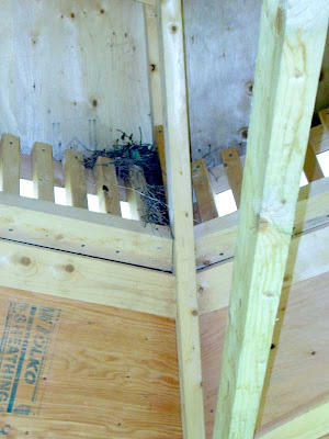 The Grackle nest was finally empty and we could get on with building.