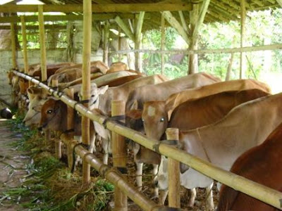 Peluang usaha sapi potong, budidaya sapi potong, sapi potong Peluang usaha sapi potong, budidaya sapi potong, sapi potong