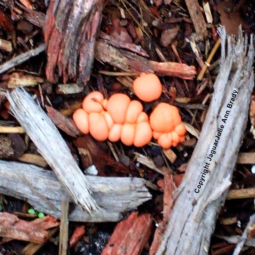 Julie Ann Brady Blog On Pink Slime Mold in Sunflower Garden