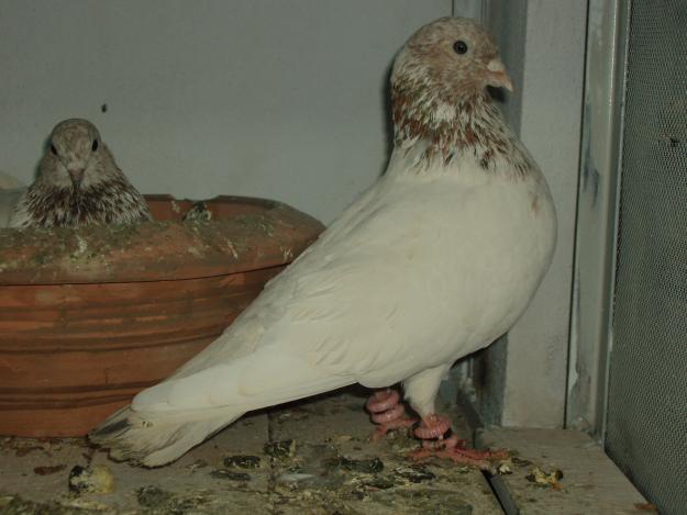 High+Fly+Pigeons ... Pigeons Photos | Pigeons Care | Pigeons For Sale | Kabootar Baaz