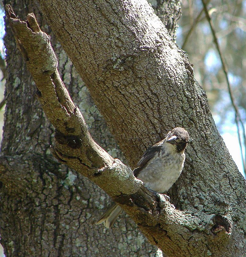 Butcher Bird Australia