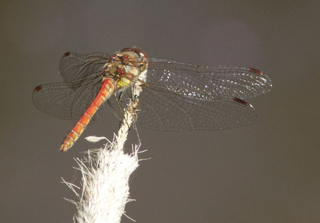 Common Darter dragonfly, Sympetrum striolatum. Jubilee Country Park, 31 July 2011. Common Darter dragonfly, Sympetrum striolatum. Jubilee Country Park, 31 July 2011.