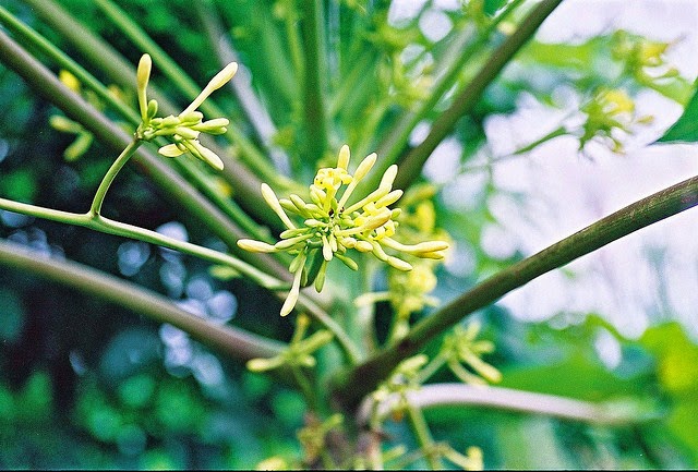 Manfaat dan Khasiat Bunga Kates atau Pepaya (Carica papaya L) Manfaat dan Khasiat Bunga Kates atau Pepaya  Manfaat dan Khasiat Bunga Kates atau Pepaya (Carica papaya L)