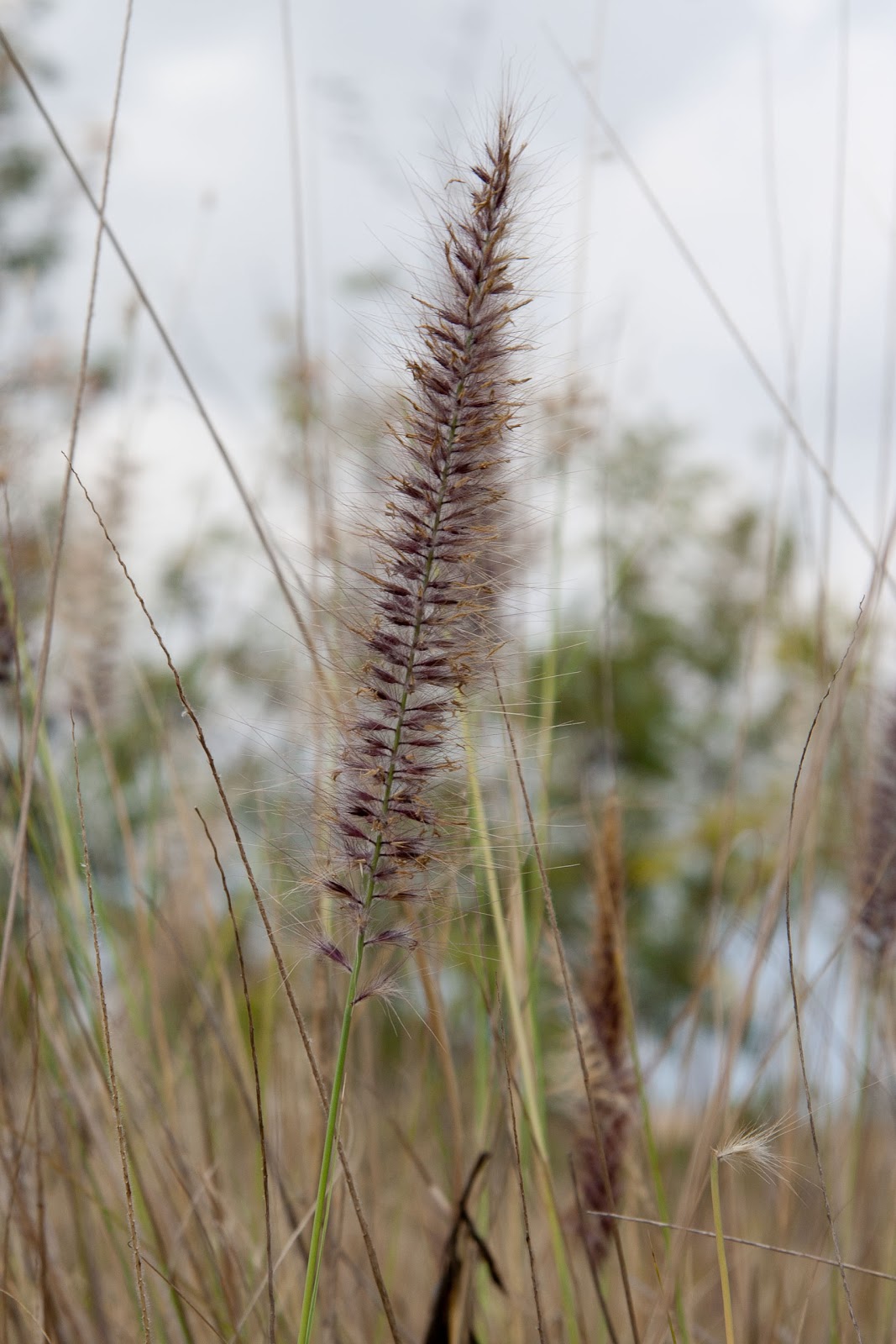 Hawaii Horticulture Fountain Grass in Hawaii