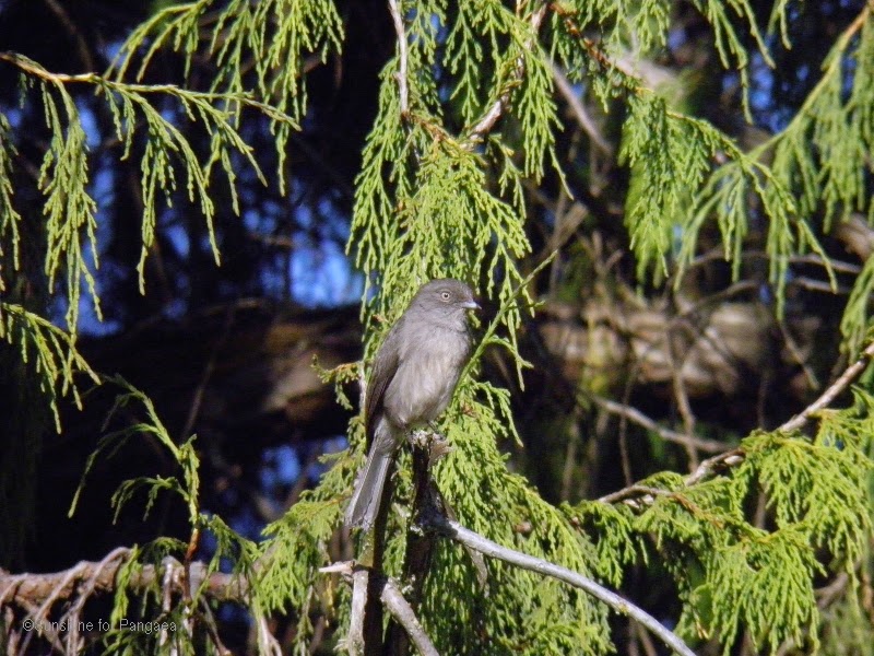 African Dusky Flycatcher African Dusky Flycatcher in the Bale Mountains