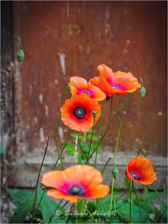 Compact Camera, Best Photo of the Day in Emphoka by B Ardabili, Olympus SP590UZ, https://flic.kr/p/e7Zvrz Compact Camera, Best Photo of the Day in Emphoka by B Ardabili, Olympus SP590UZ, https://flic.kr/p/e7Zvrz