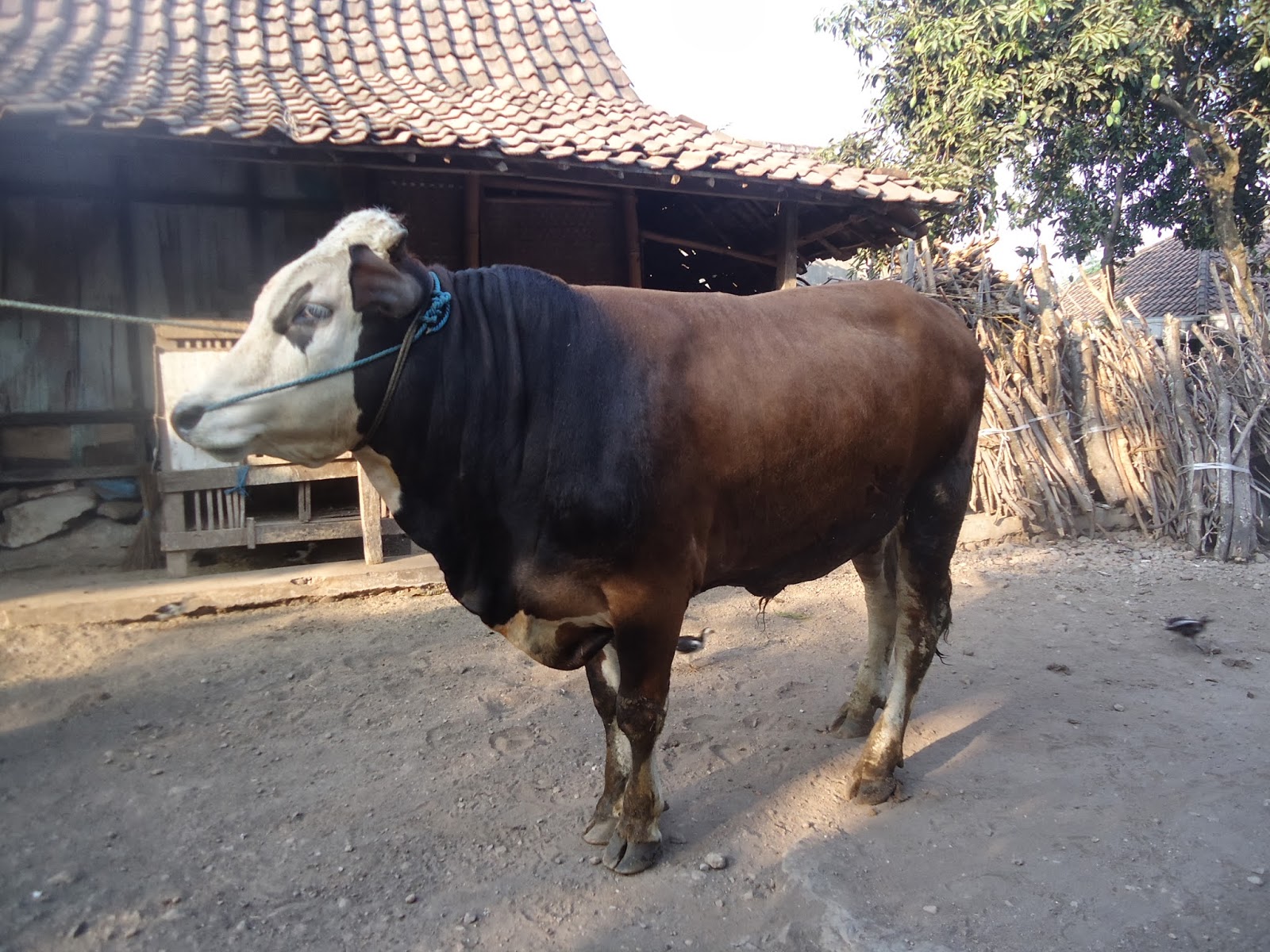 Pemanfaatan Hewan Qurban