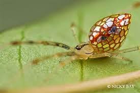 The Most Beautifully Terrifying Spiders You Never Knew Existed in Singapore The Most Beautifully Terrifying Spiders You Never Knew Existed in Singapore