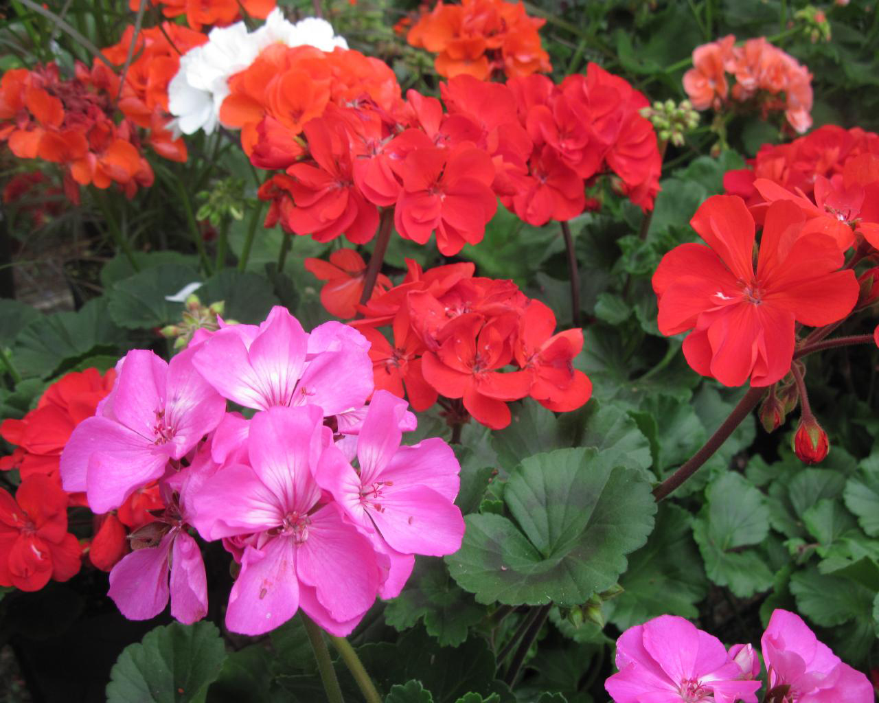 gardens inspired fall blooming flowers and plants gardens inspired fall blooming flowers and plants