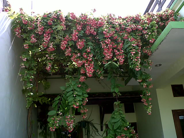 Tanaman Rambat & Tanaman Air