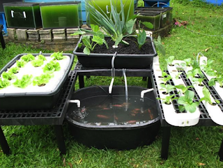 backyard aquaponics system
