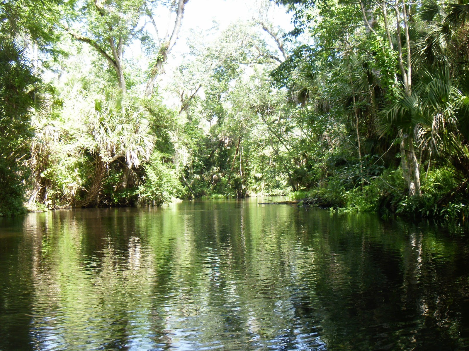 Kayaking Wekiva River & Rock Springs Run with Gators! When 140