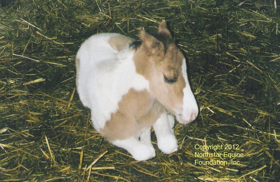 Baby White Horse