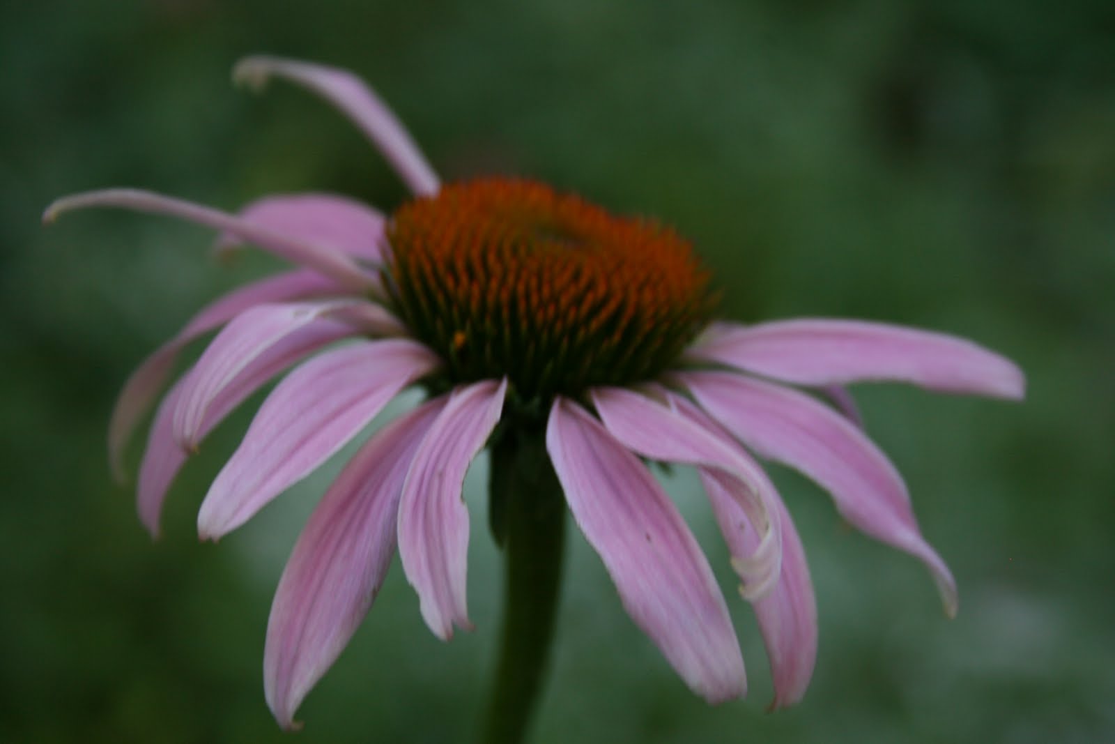 Careless Gardener: June 2011