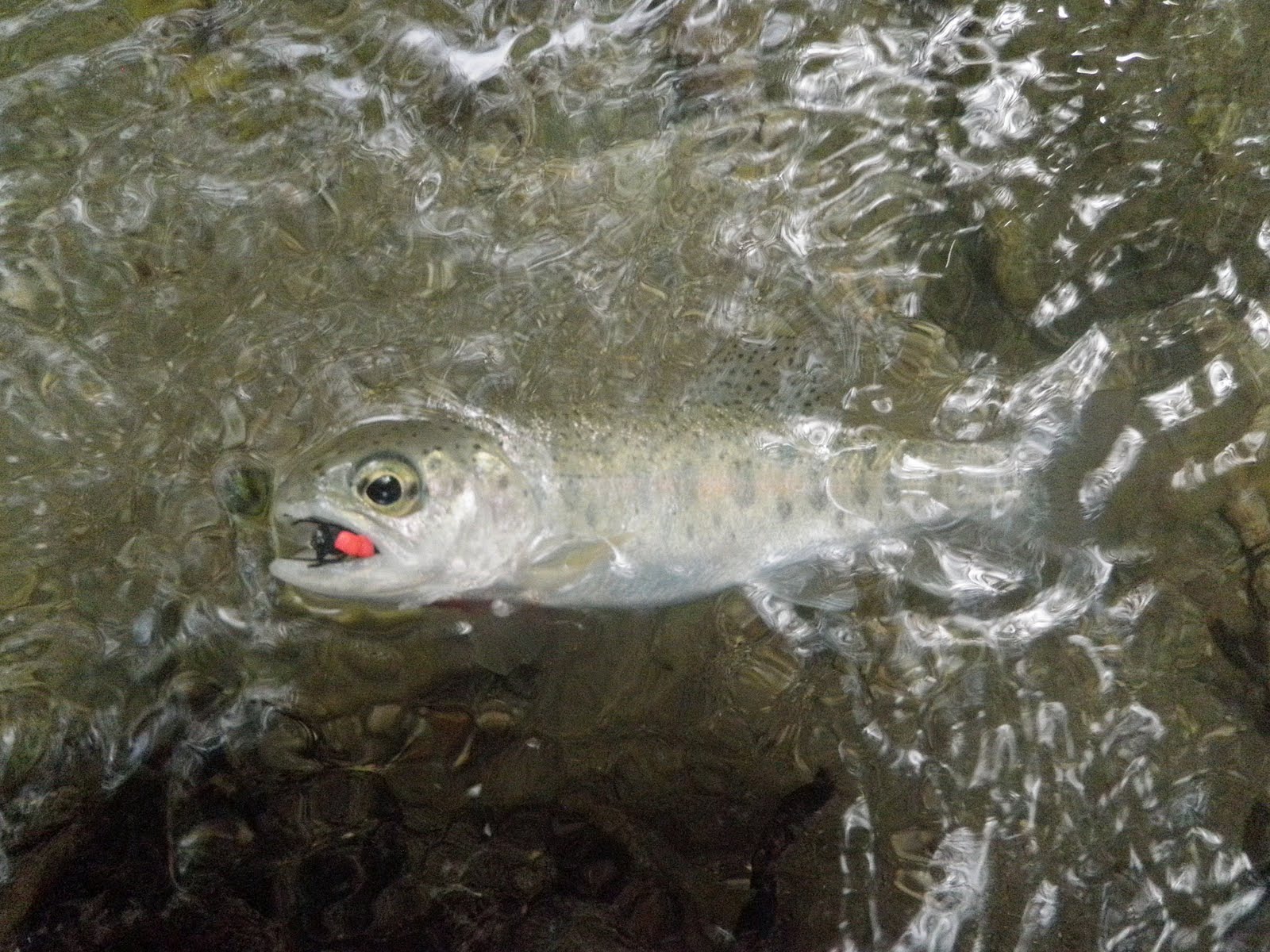 The Gourmet Sportsman San Gabriel Fly Fishing Report East and North Fork