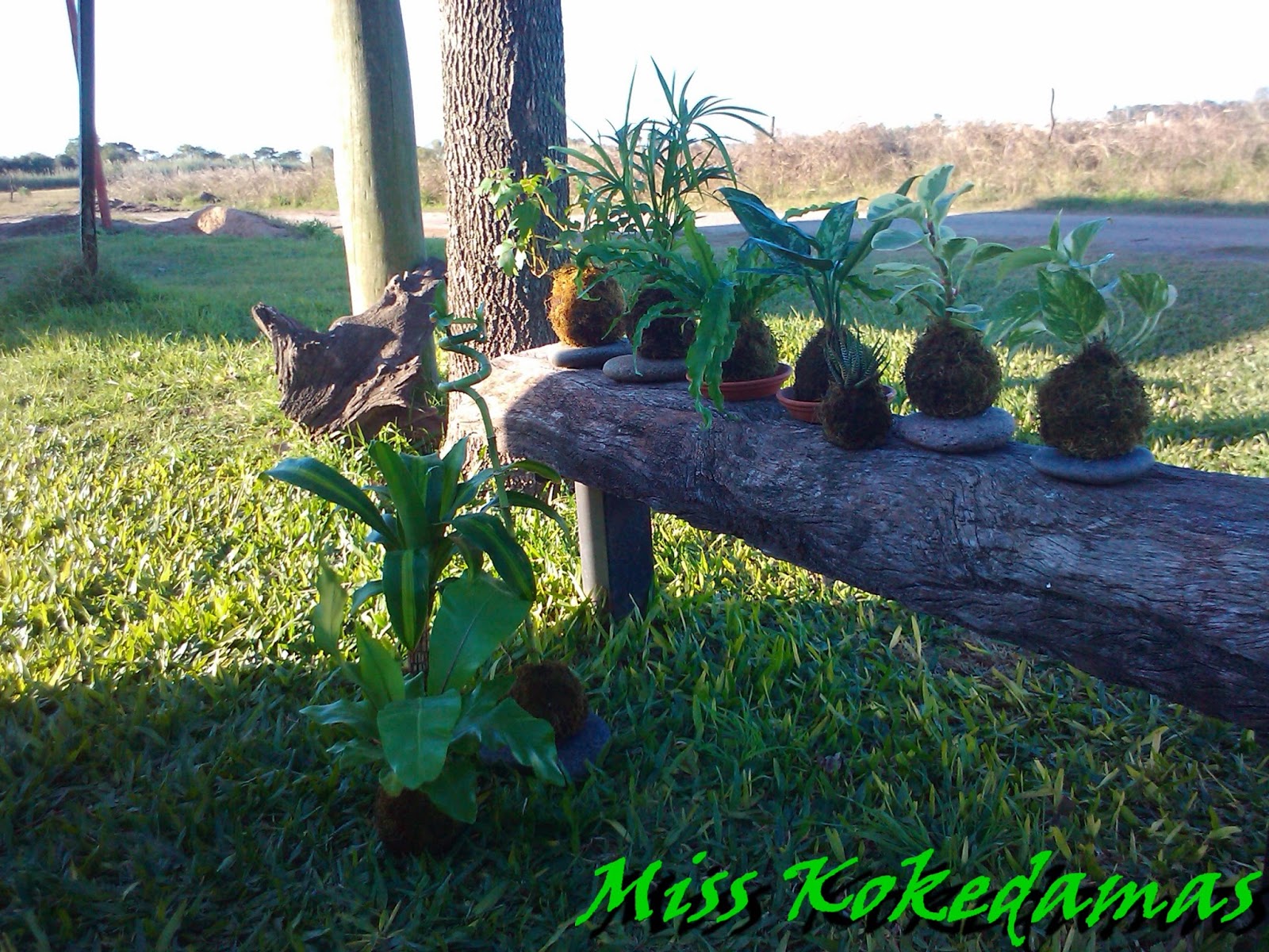 Miss Kokedamas: Plantas decorativas de interior en Macetas vivientes