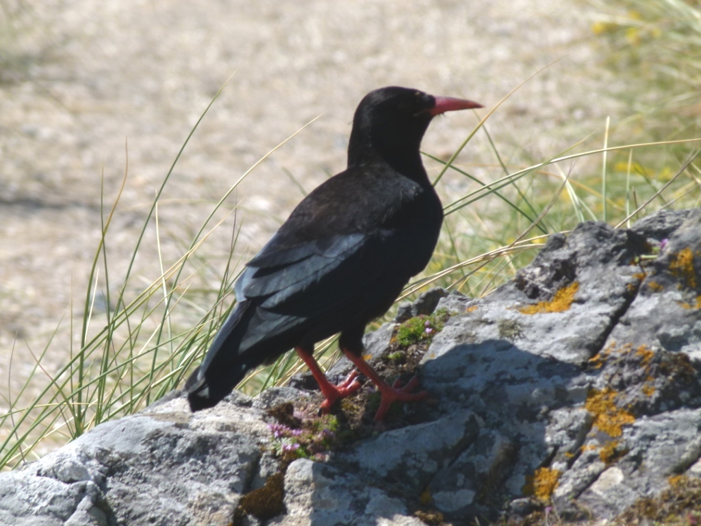 BOC bird sightings: Choughs - North Wales T Jeal