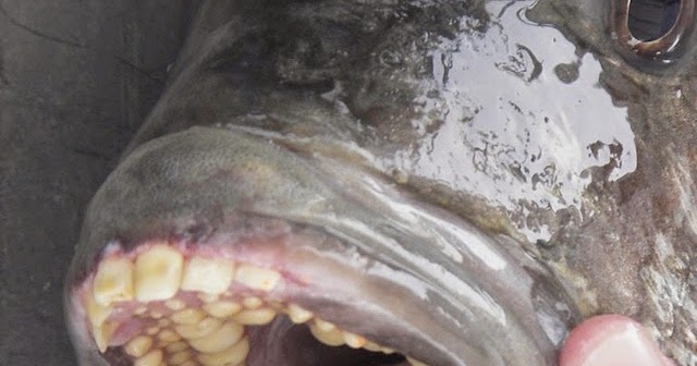 The Edible Ocean: What's A Sheepshead?