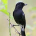 Burung Decu Si Hitam Ini Pandai Bernyanyi