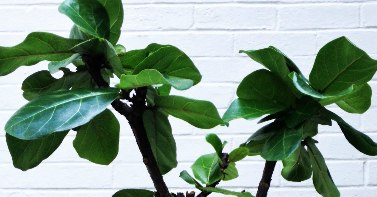 Cottage and Vine How I Save My Fiddle Leaf Fig Tree (Every Year)