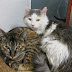 Popular Press Need Educating About Domestic Cat Social Behaviour