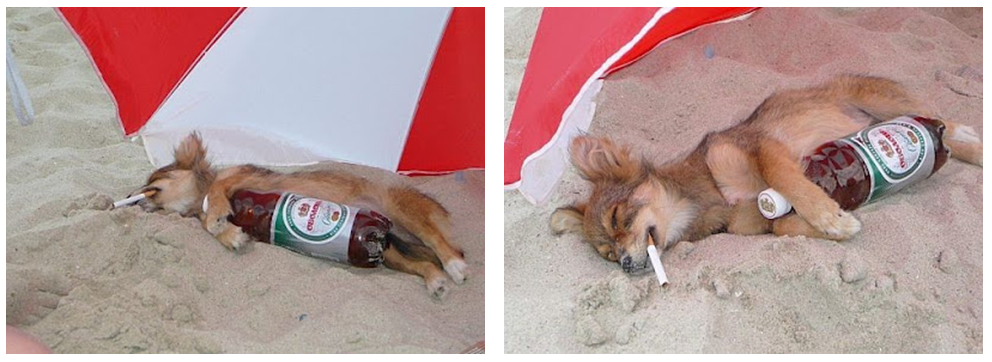 Can Humans Eat Cesar Dog Food Can Humans Eat Cesar Dog Food