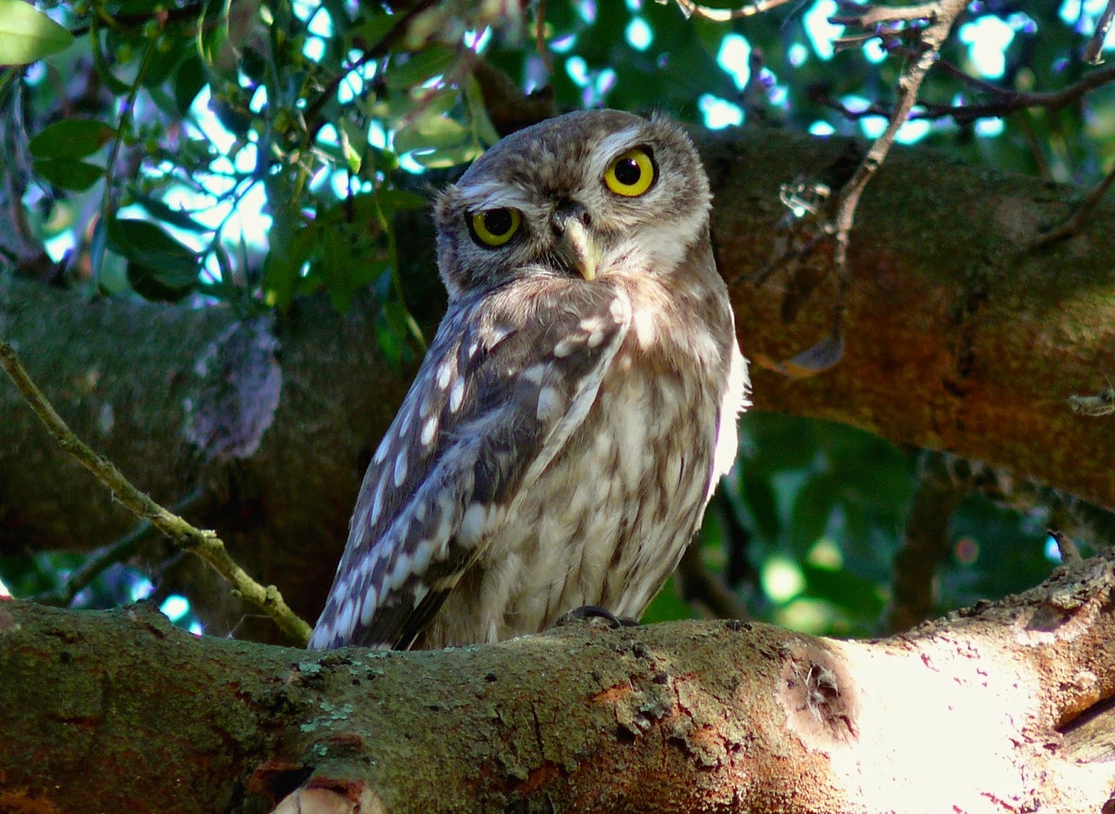 Owl storytelling: febbraio 2015