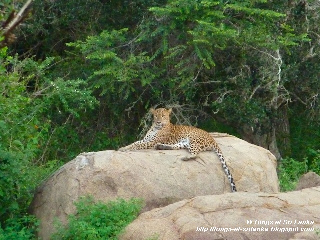 parc national de Yala au Sri Lanka le leopard