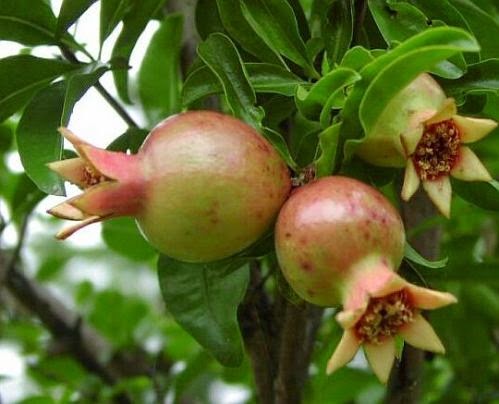 Buah Delima 7 Manfaat Buah Delima Bagi Kesehatan