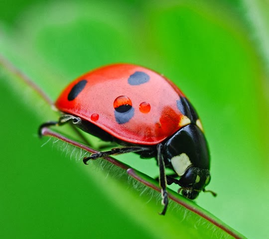 Lady Bug Lady Bug