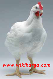 harga ayam broiler harga ayam broiler hari ini