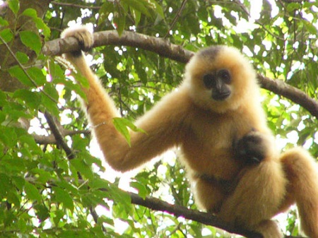 Hewan Langka Hainan Gibbon