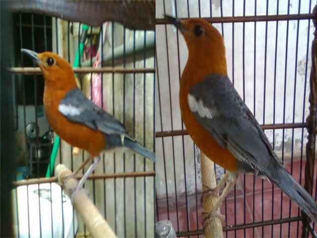32+ Burung anis merah jantan terbaru