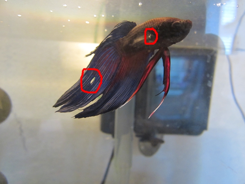 miscthings Betta fin problems