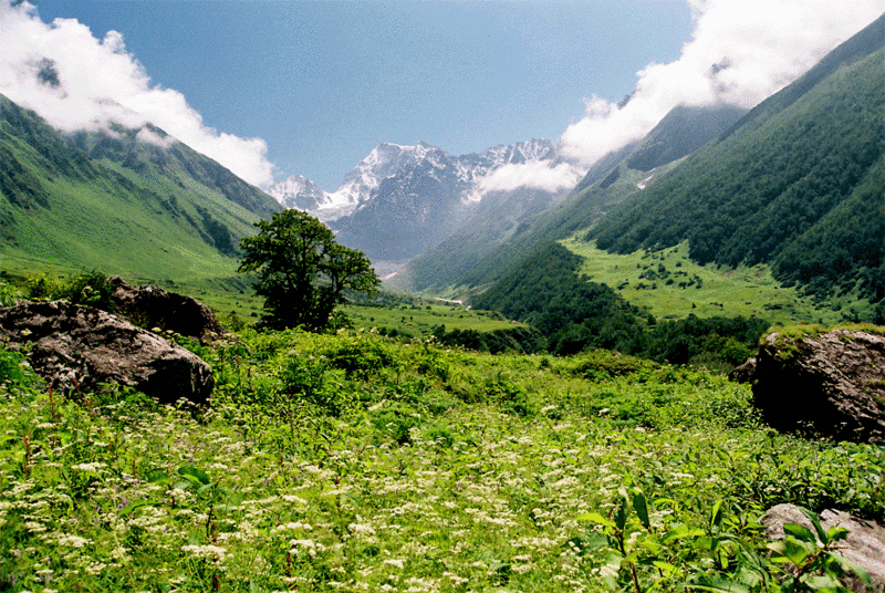 valley of flowe...