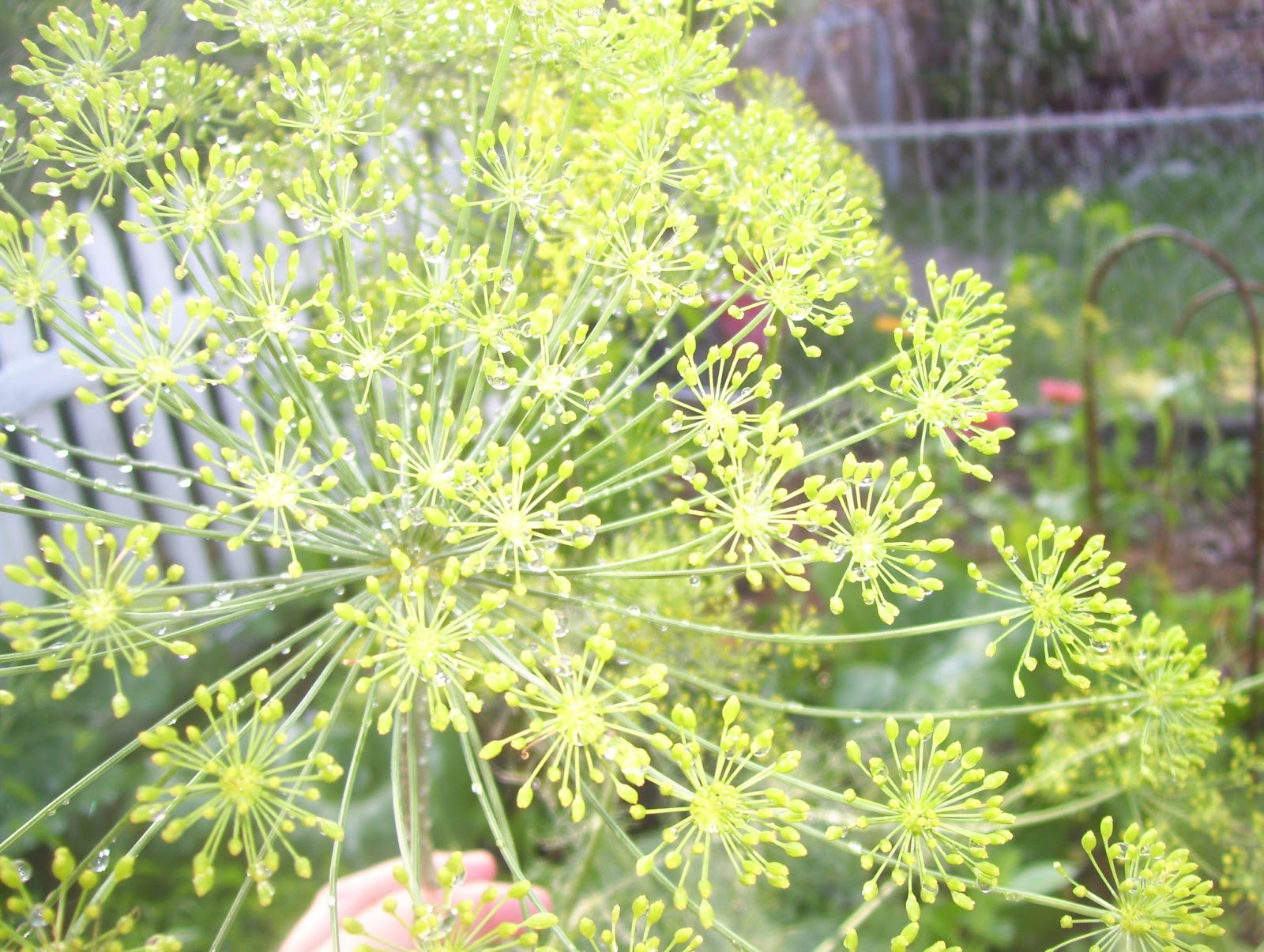 Needles and Pins Your Advice Needed....Growing Dill.....and Pickles
