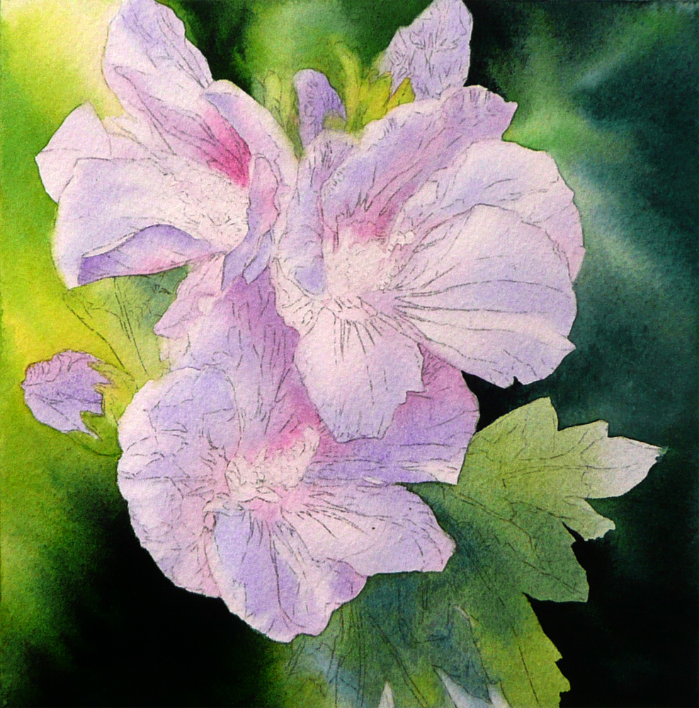 Purple Tropical Hibiscus Plant