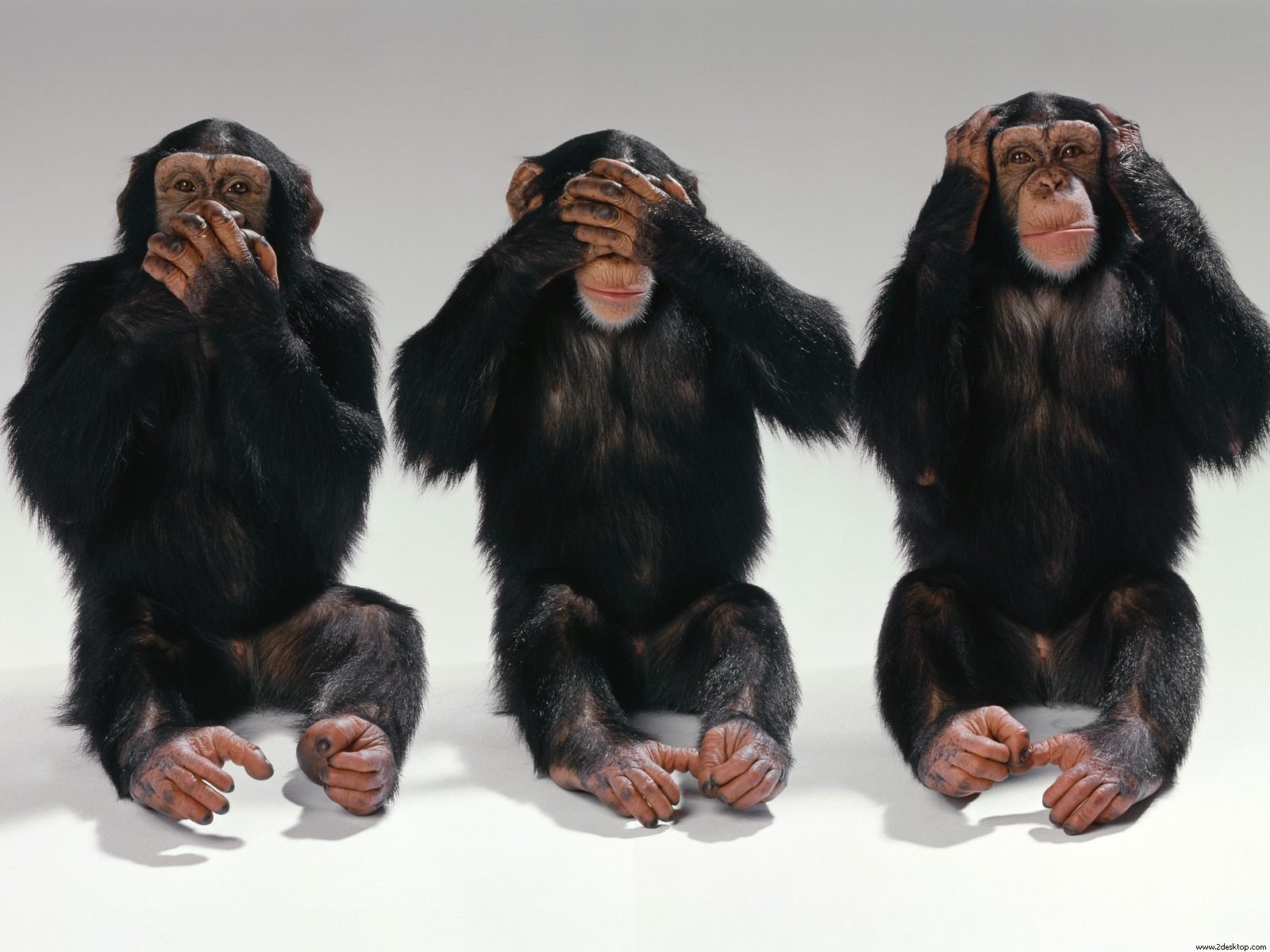 3 Monkeys Funny Wallpapers HD New