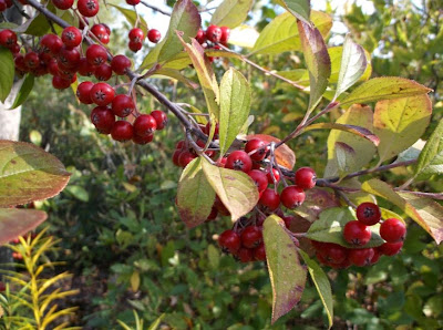 Temperate Climate Permaculture April 2013