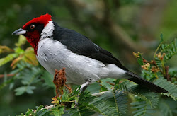 Red-capped Cardinal