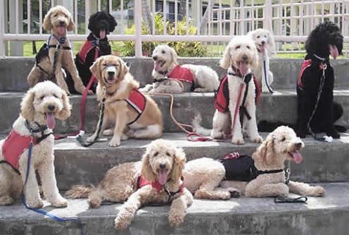 Seeing Eye Dog Training Video Movie Seeing Eye Dog Training Video Movie