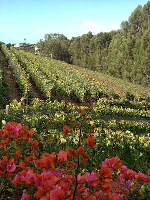 Hoys Vineyards Malibu