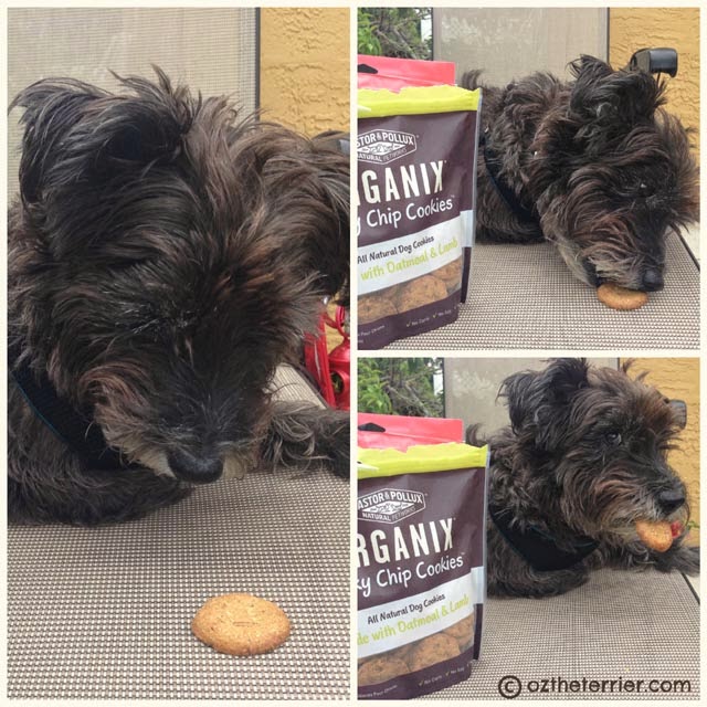 Review ORGANIX Jerky Chip Cookies Oz the Terrier Lifestyle Dog Blog