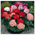 Los geranios (Plantas)