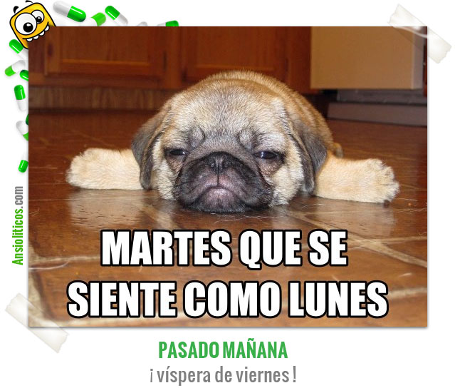 Chiste de Animales El Perro del Martes