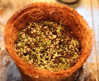 dawn redwood seedlings photo of dawn redwood seedlings